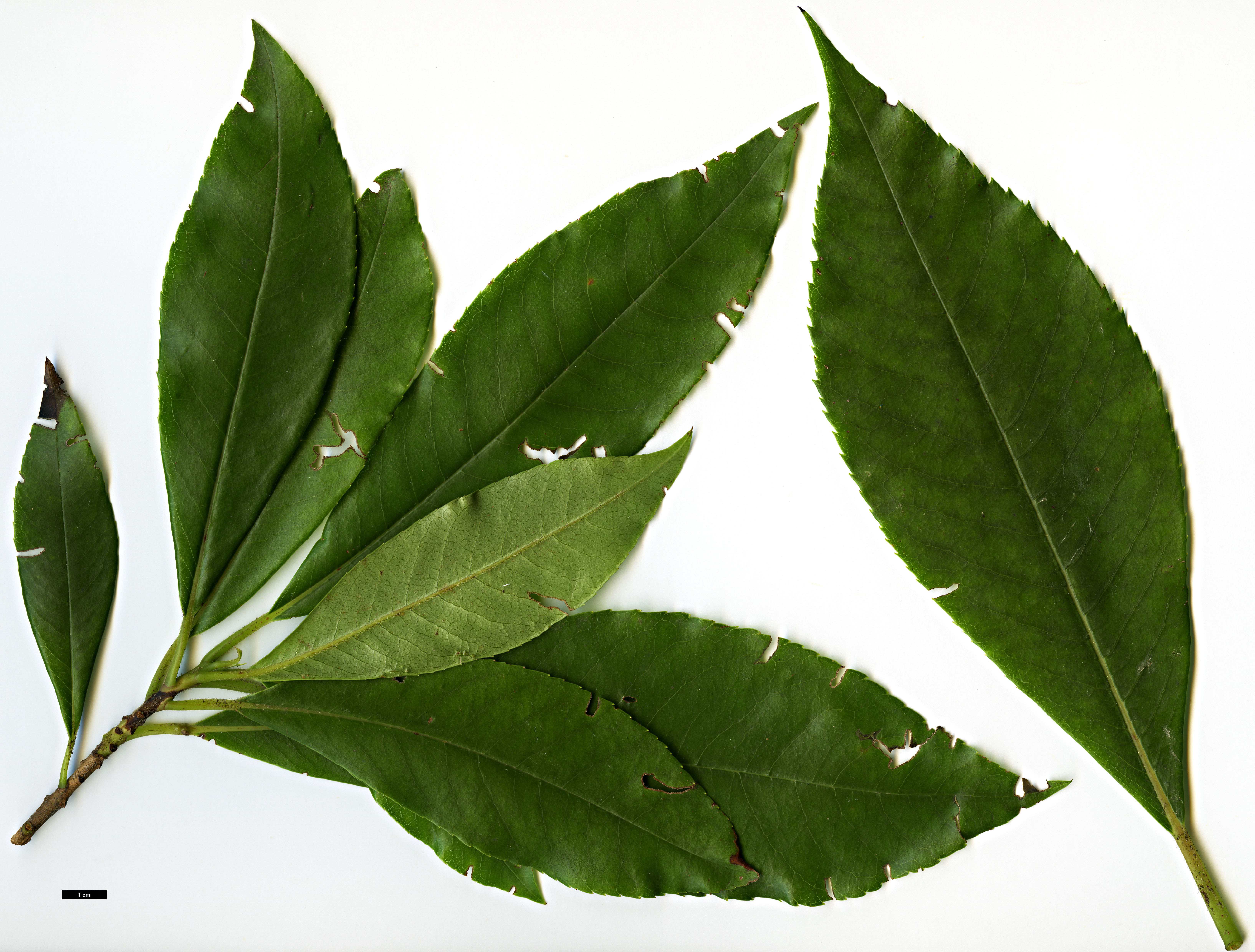 High resolution image: Family: Clethraceae - Genus: Clethra - Taxon: arborea